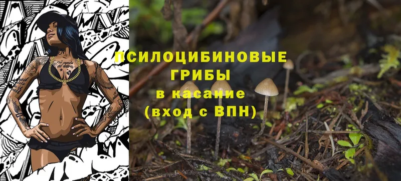 наркошоп  Чишмы  Псилоцибиновые грибы Psilocybine cubensis 